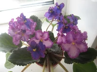 IMG_1699.webp