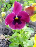 DSC04886.webp
