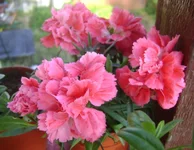 DSC04891.webp