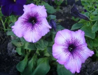 DSC04888.webp