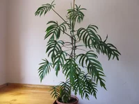 kIhW6HD60TTMN1f.webp