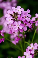 IMG_1049а.webp