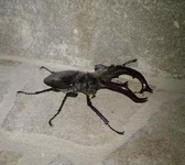 bug.webp