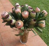 PROTEA1.jpg