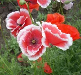  2.webp