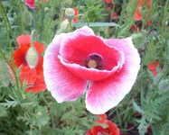  8.webp
