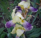.webp