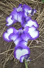  9.webp