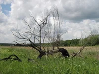 IMG_1762.webp