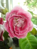 .webp
