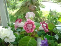 2.webp