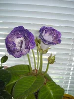 .webp