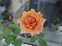  роза.webp