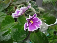 -Фуксиевая Балерина.webp