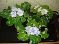 -Юлия, Party Cloudy u Irish Cream.webp