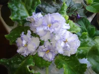 -Юлия.webp