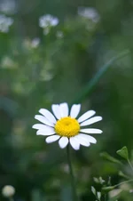 DSC071381.webp