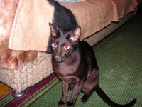 кот из киева.jpg