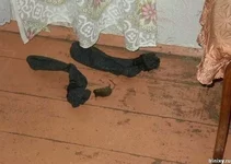 uxuz8kxregzkjt19ru3wq4z6.jpg