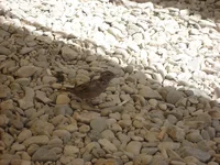 DSC03281.webp