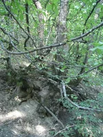 DSC03371.webp