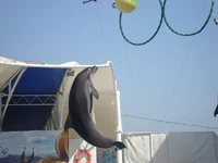 DSC03517.webp