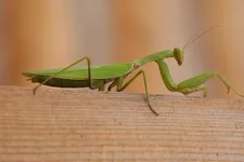 IMG_7118k.jpg