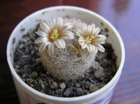 Mamilaria magelana (1).webp