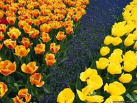 Flowers_01.webp