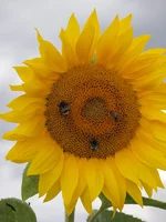  037.webp