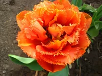 IMG_1792.webp