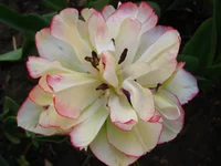IMG_1793.webp