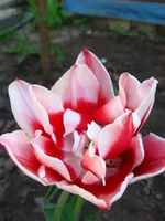 IMG_1806.webp