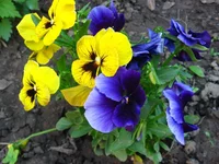 IMG_1825.webp
