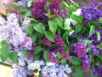 IMG_1831.webp