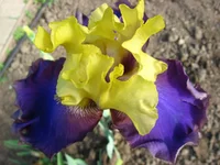 IMG_1900.webp