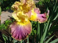 IMG_1930.webp