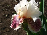 IMG_1935.webp