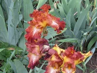 IMG_0338.webp