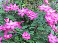 IMG_0288.webp