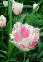 DSC04990.webp