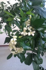 IMAG0483.webp
