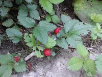 2013-06-06 09.10.12_50.webp