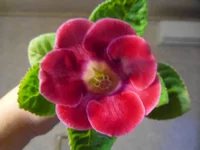 SAM_2589.webp