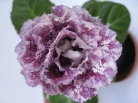 IMG_1124.jpg 2.webp