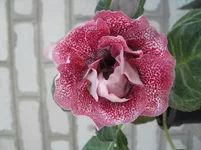 123.webp