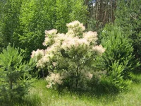 IMG_1868.JPG
