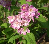.webp
