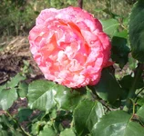 .webp