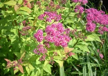 .webp